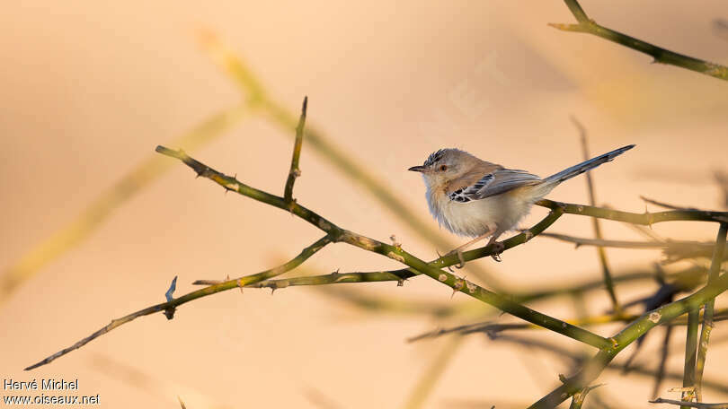 Prinia à front écailleuxadulte, Comportement