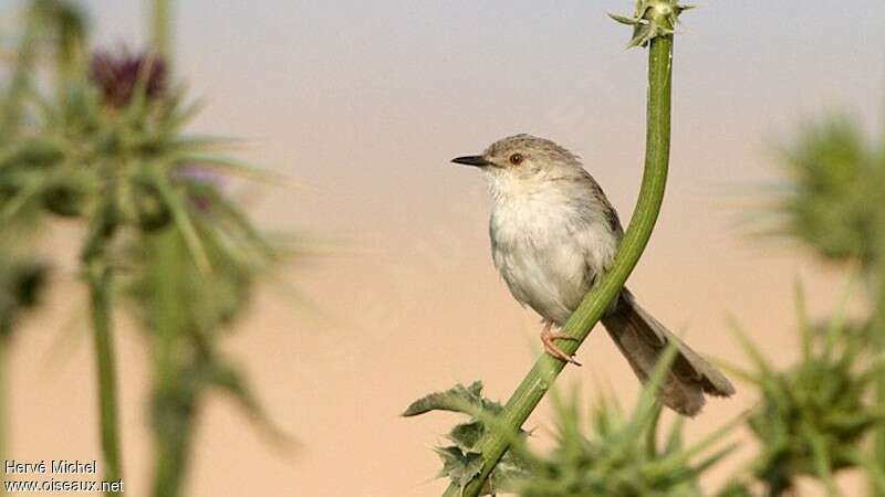 Prinia délicateadulte nuptial, Comportement