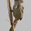 Prinia délicate