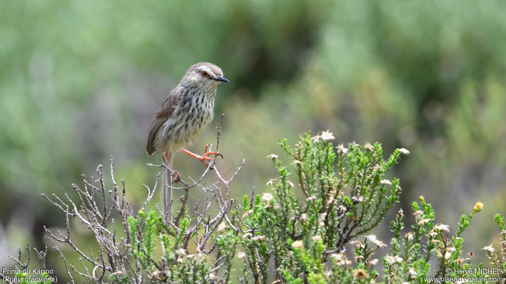 Karoo Prinia - Prinia du Karoo<br />