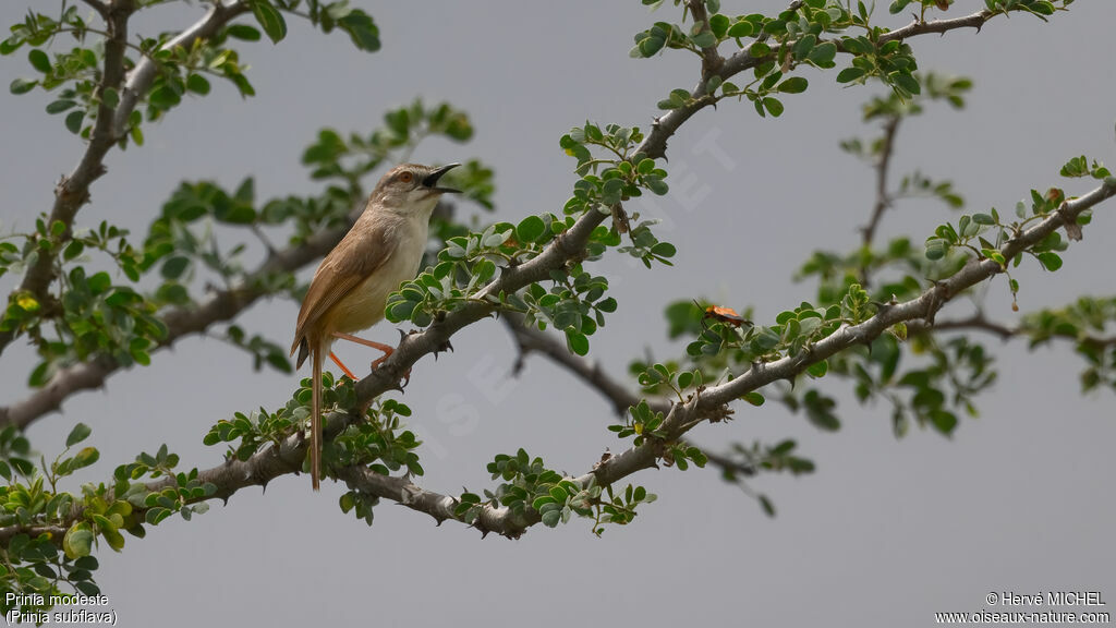 Prinia modeste