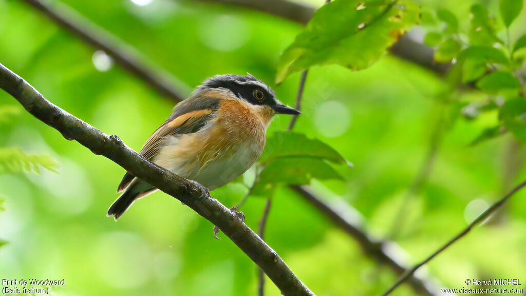 Pririt de Woodward - Pririt des Woodward<br />