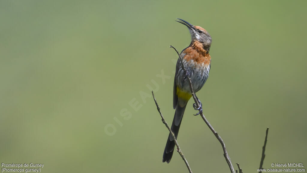 Promérops de Gurney mâle adulte nuptial