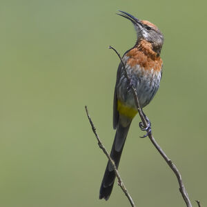 Promérops de Gurney