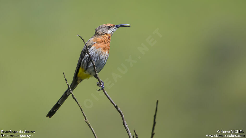 Promérops de Gurney mâle adulte nuptial