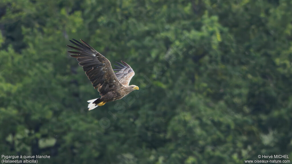 White-tailed Eaglesubadult