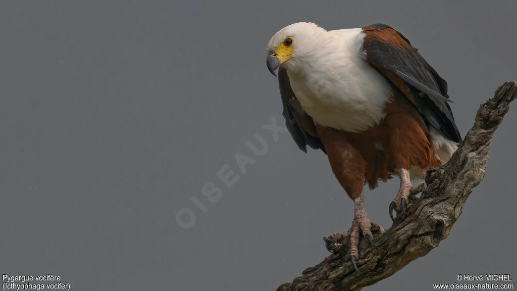 Pygargue vocifère