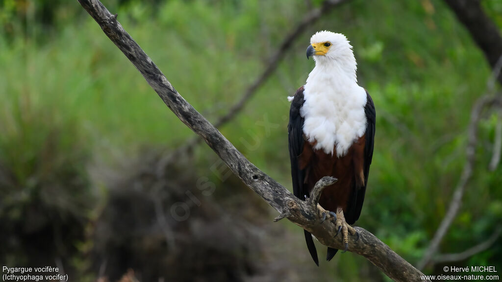 Pygargue vocifère - Pygargue vocifer<br />adulte nuptial