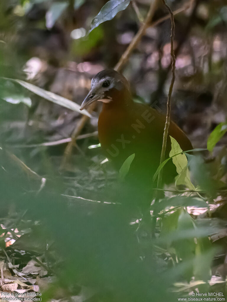 Madagascar Forest Rail