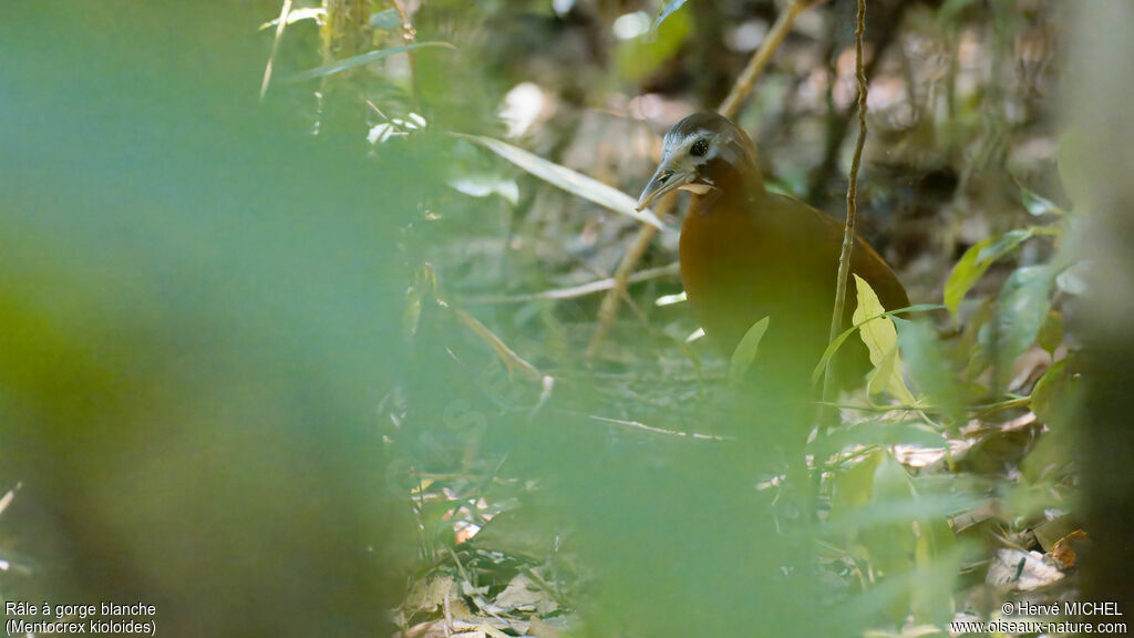 Madagascar Forest Rail