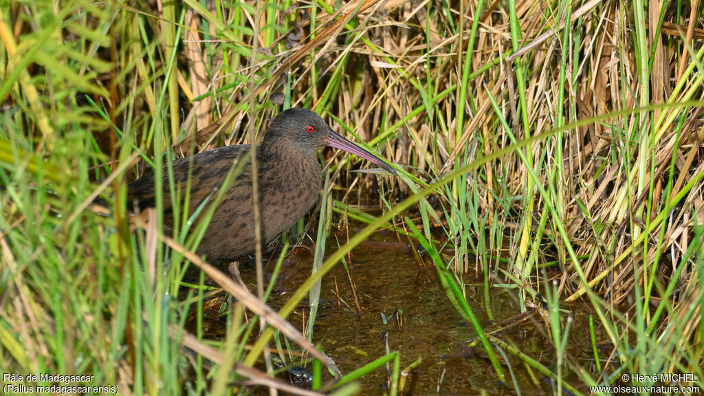 Madagascar Rail male adult breeding
