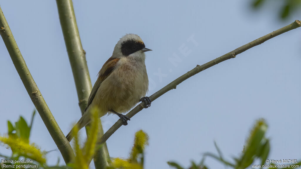 Rémiz penduline mâle adulte nuptial