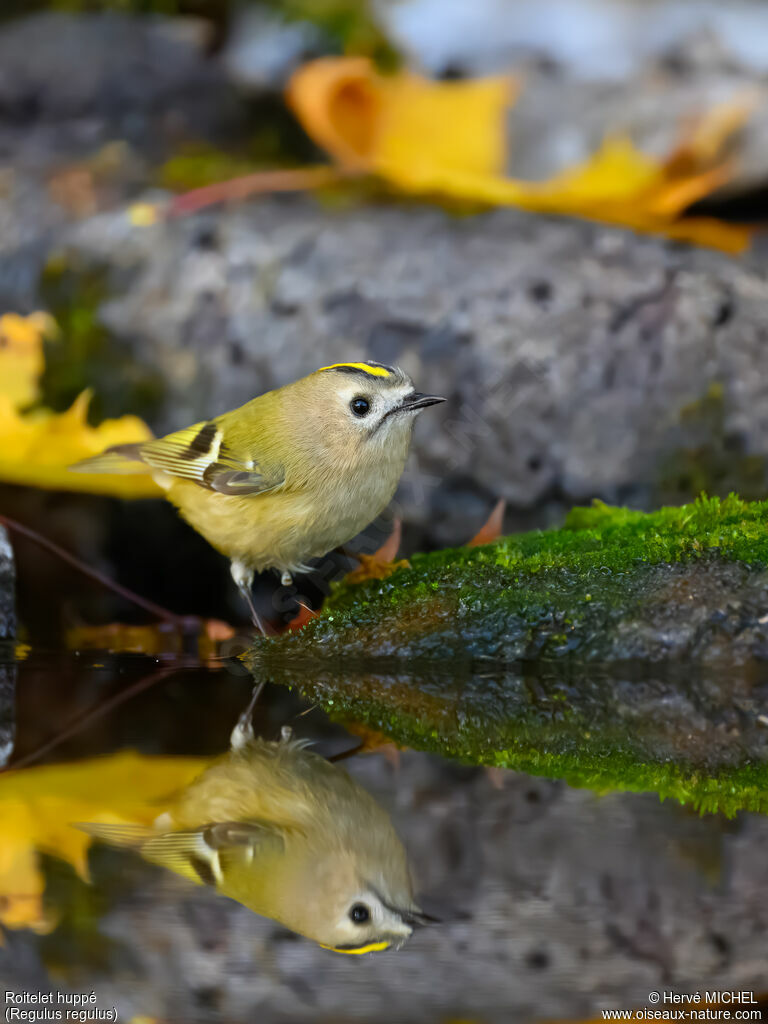 Roitelet huppé femelle
