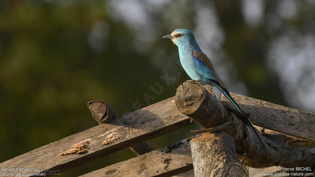 Abyssinian Roller