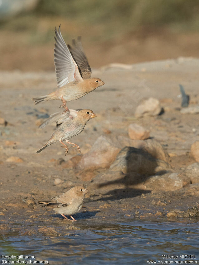 Trumpeter Finchjuvenile