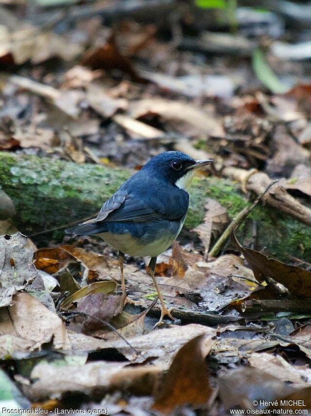 Siberian Blue Robin male adult