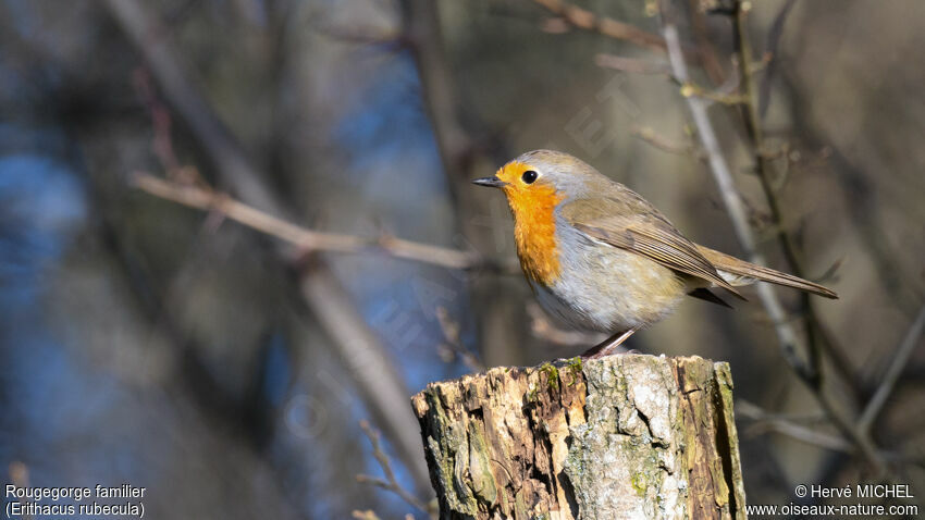 European Robin male adult breeding