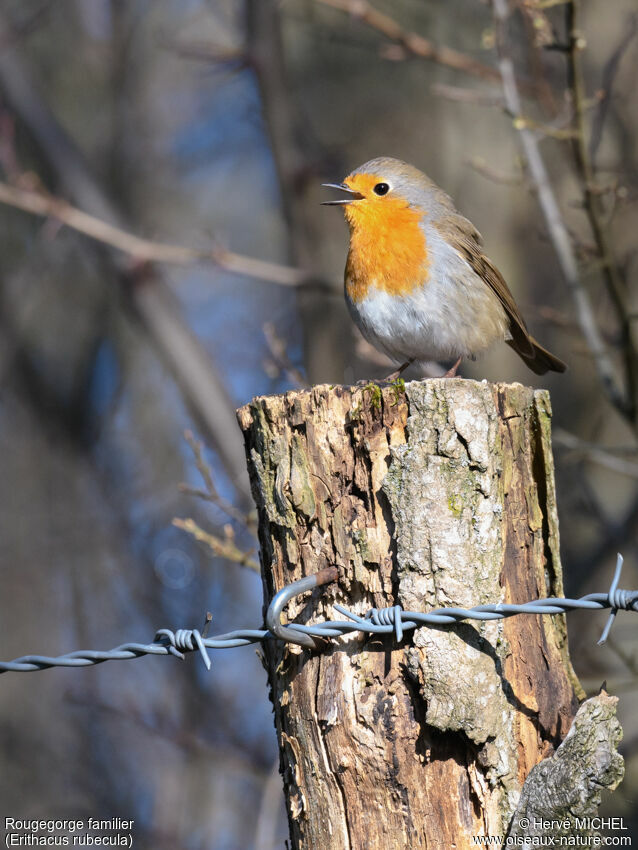 European Robin male adult breeding, song