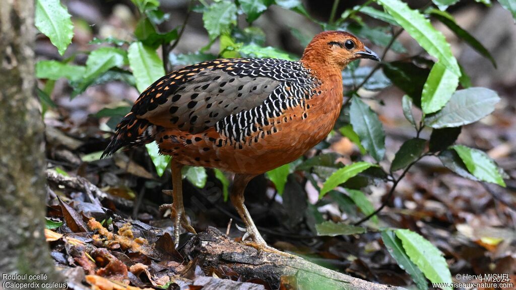 Ferruginous Partridge