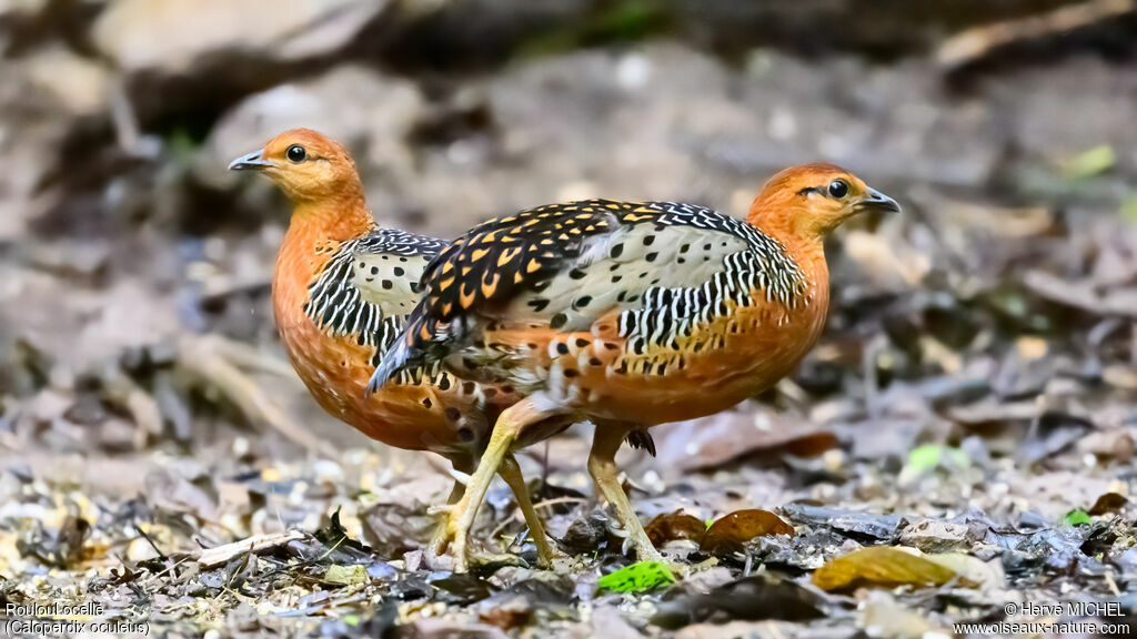 Ferruginous Partridgeadult