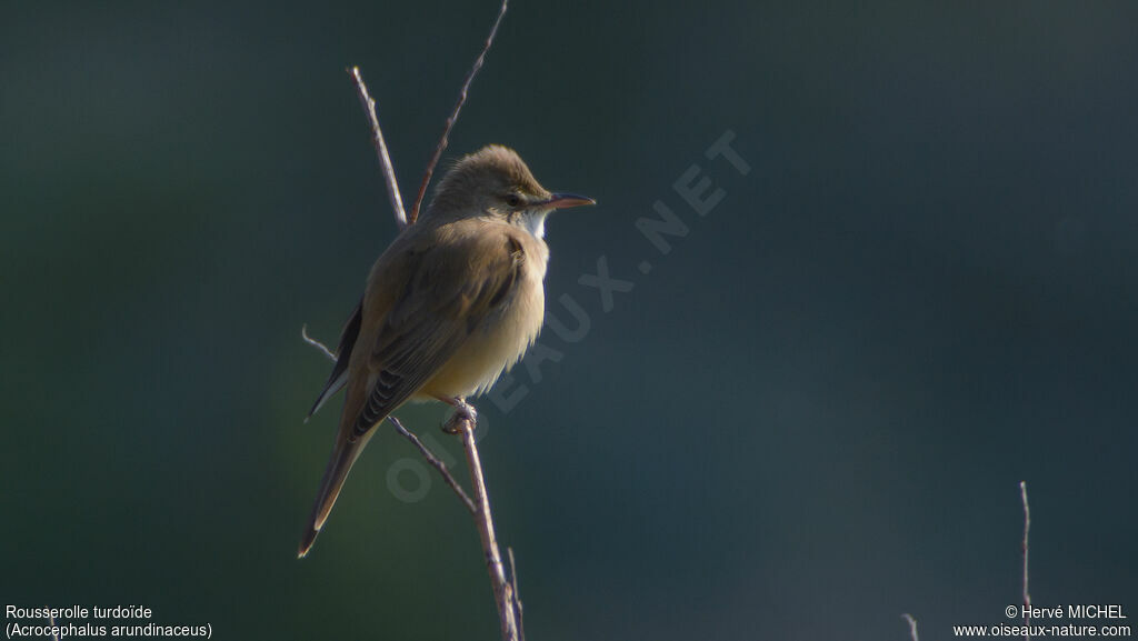 Great Reed Warbler