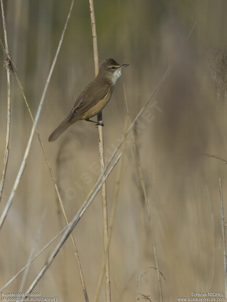 Great Reed Warbler male adult breeding