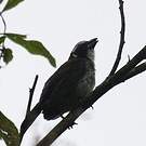 Saltator à ailes noires