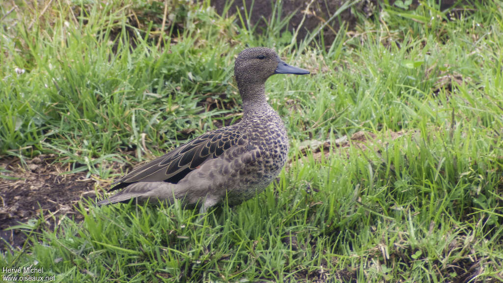 Sarcelle des Andesadulte, identification