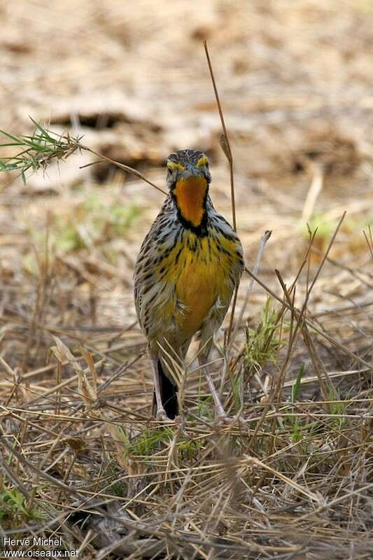 Pangani Longclaw male adult, identification