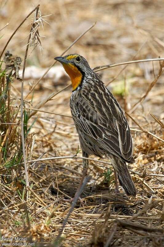 Pangani Longclaw male adult, habitat