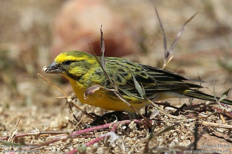 Serin à ventre blancadulte