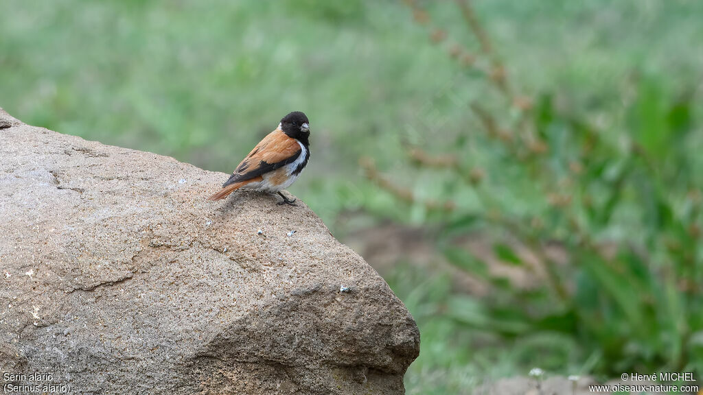 Serin alario mâle adulte nuptial