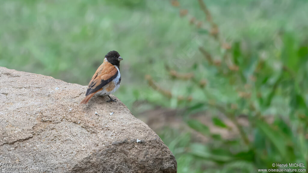 Serin alario mâle adulte nuptial