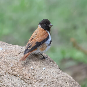 Serin alario