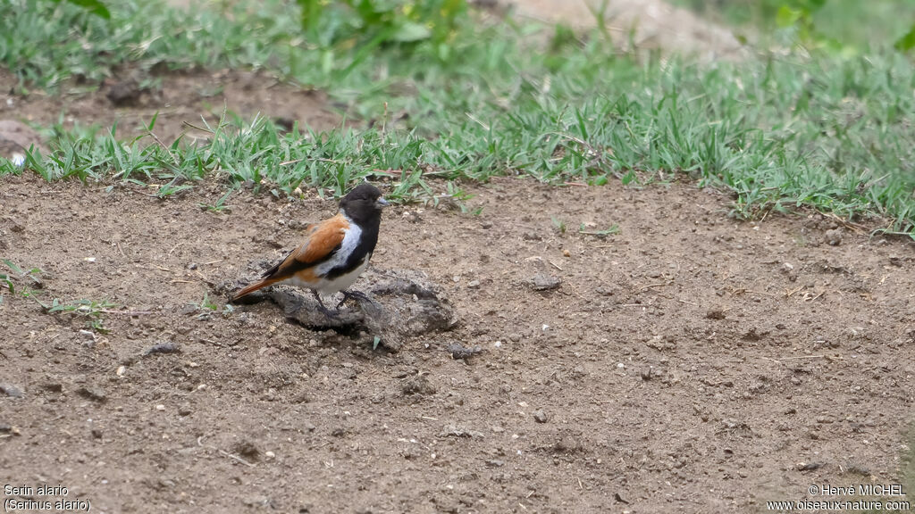 Serin alario mâle adulte nuptial