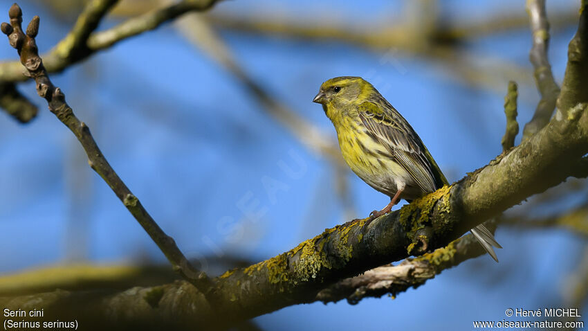 Serin cini mâle adulte nuptial