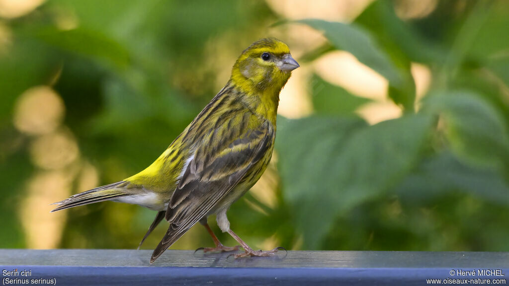 Serin cini mâle adulte nuptial