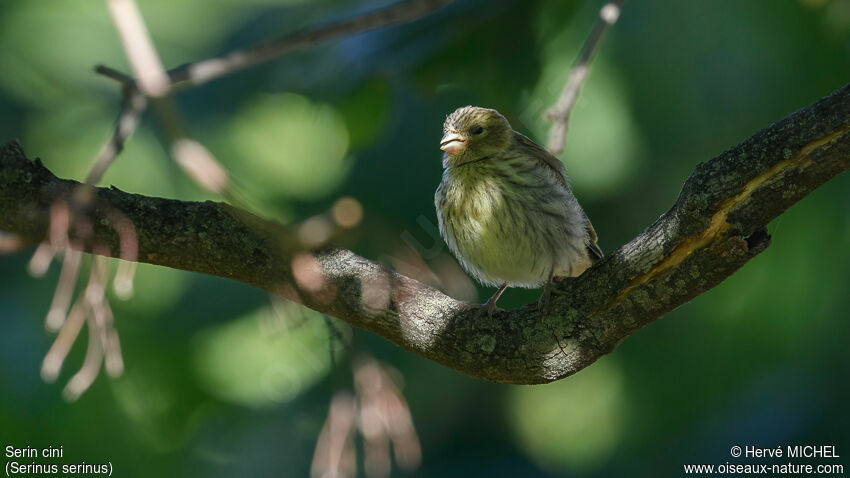 Serin cinijuvénile