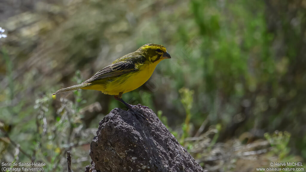 Yellow Canary male adult breeding