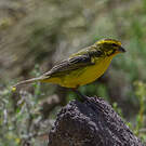 Serin de Sainte-Hélène