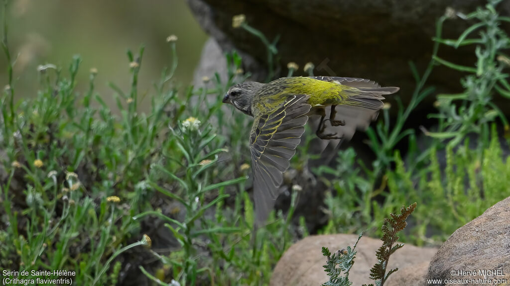 Serin de Sainte-Hélène femelle adulte nuptial
