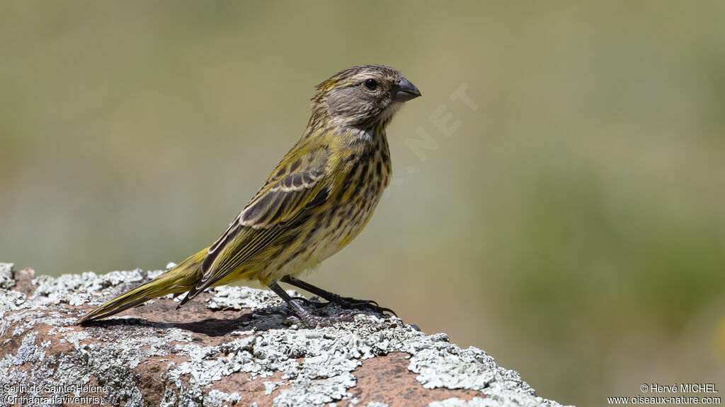 Serin de Sainte-Hélène1ère année