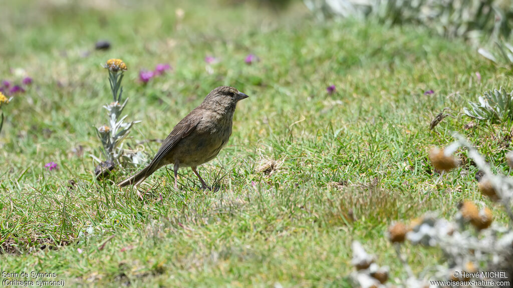 Serin de Symons femelle
