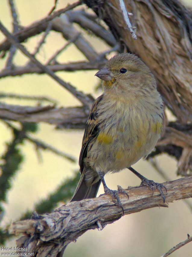 Serin des Canaries femelle adulte, portrait