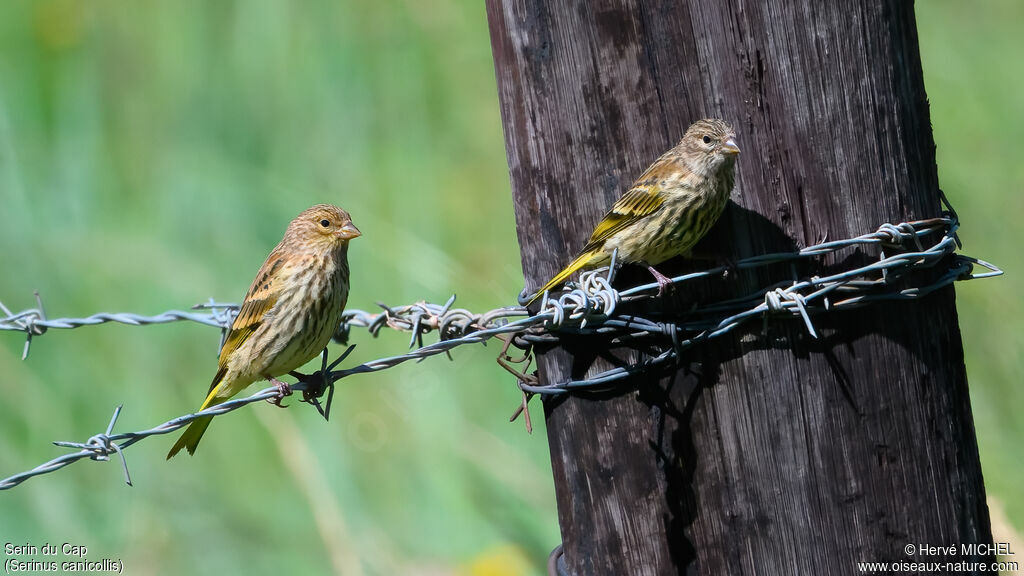 Serin du Cap1ère année
