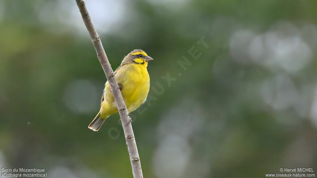 Yellow-fronted Canary male adult breeding