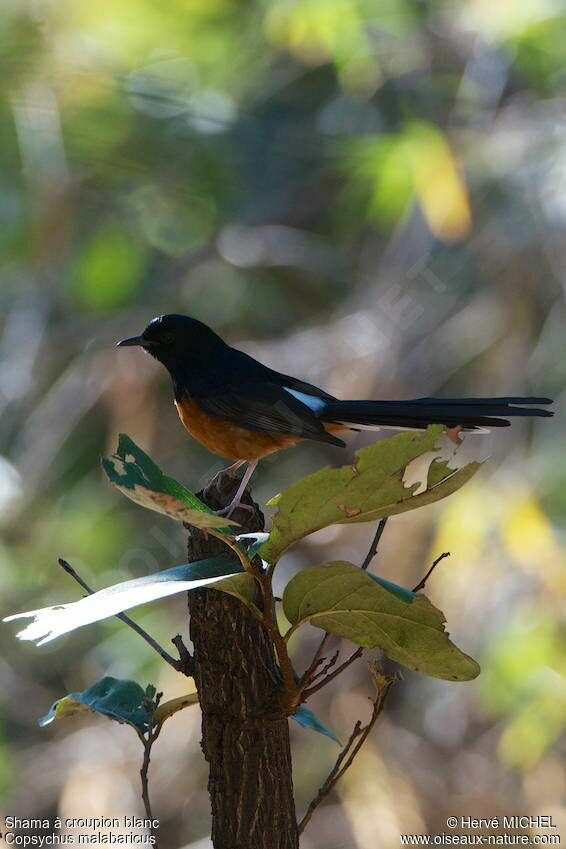White-rumped Shama