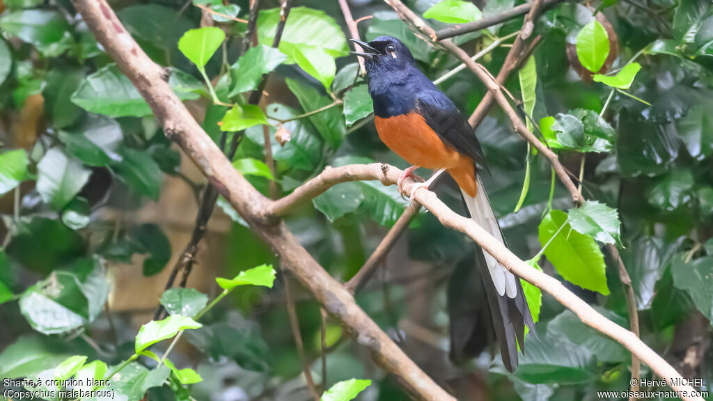 White-rumped Shama