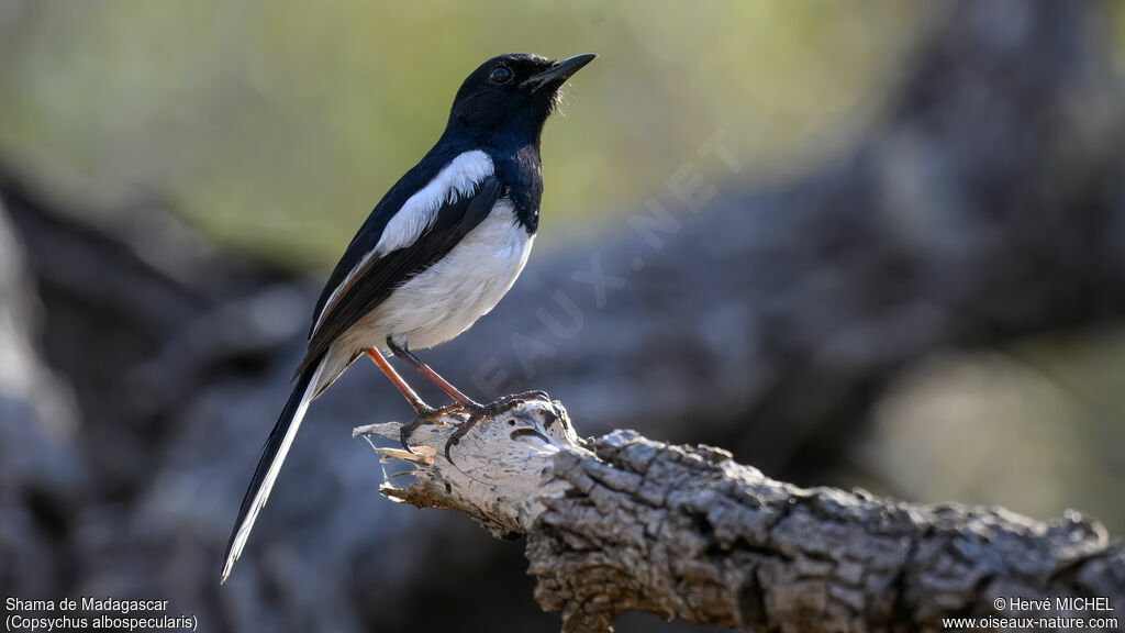 Madagascar Magpie-Robin
