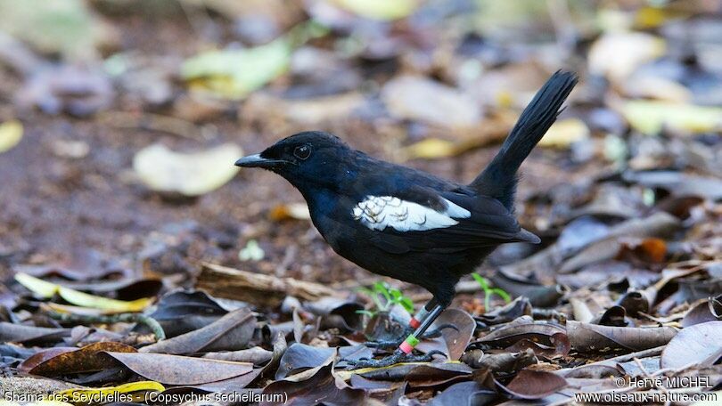 Seychelles Magpie-Robin